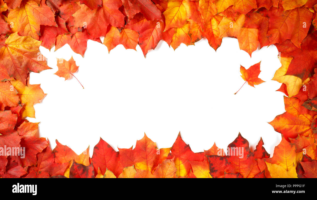 border frame of colorful autumn leaves isolated on white Stock Photo ...