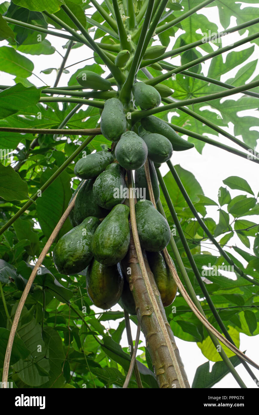 Papaya fruit ripening on the tree, vertical composition. Aka papaw, pawpaw. Carica papaya. Stock Photo
