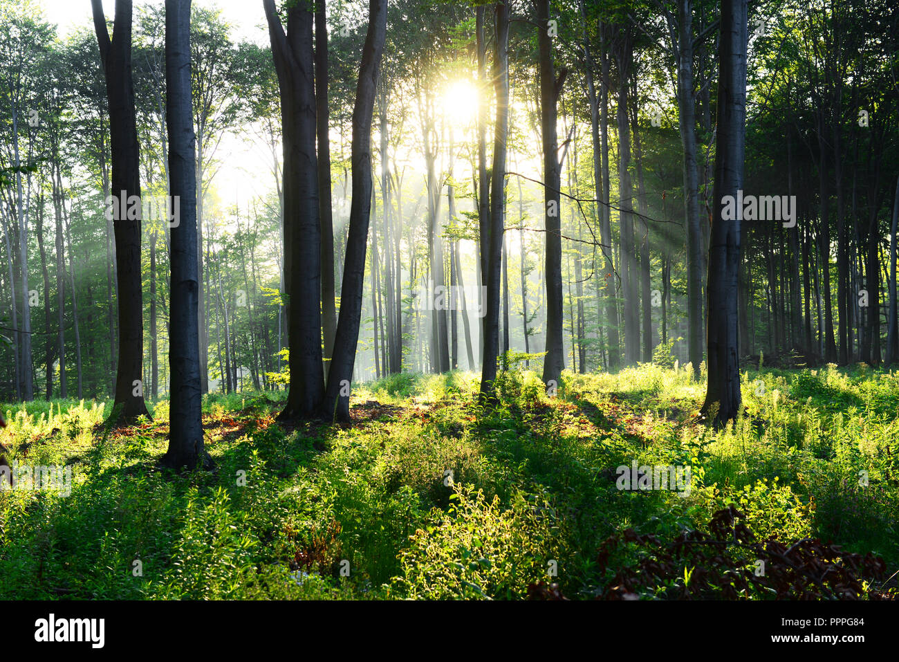 Morning in the forest Stock Photo - Alamy