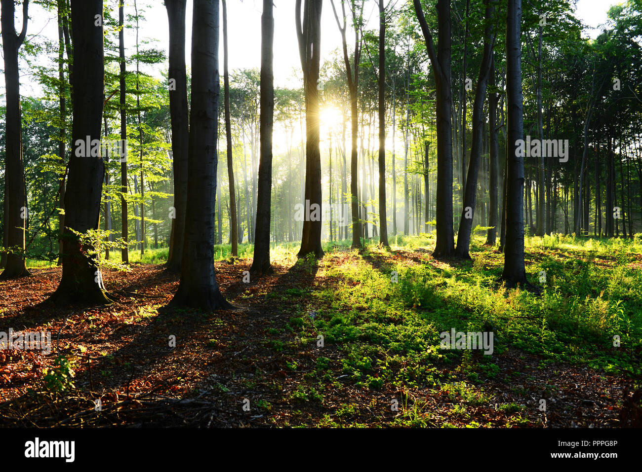 Morning in the forest Stock Photo - Alamy