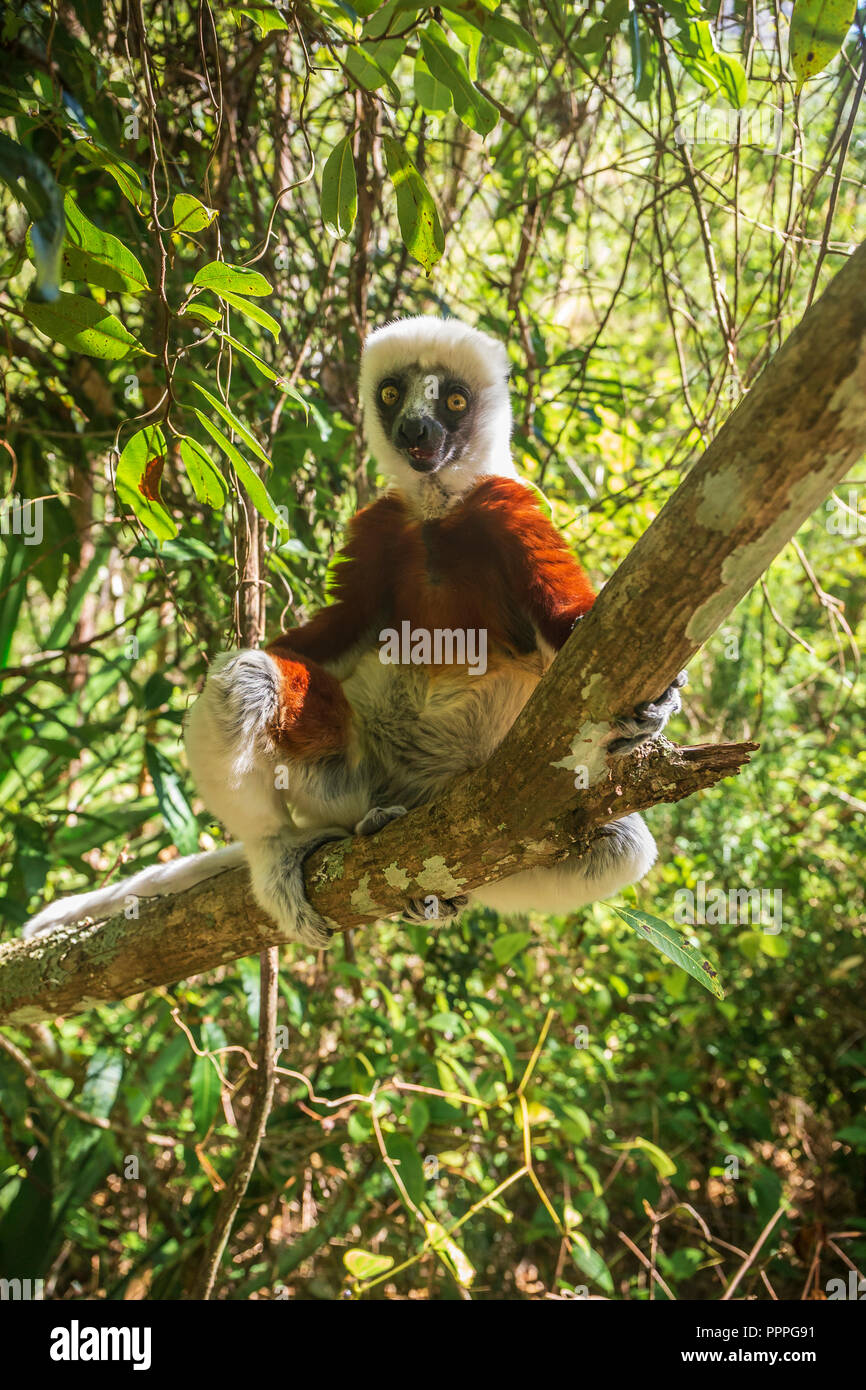 Lemur Coquerel's Sifaka (Propithecus coquereli) Stock Photo