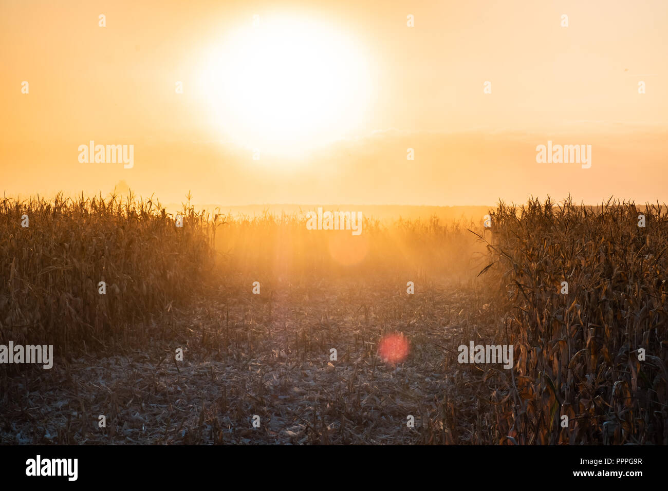 Bright backlit field of corn in the middle of harvesting process. Rural image of farming field with corn plants in the evening sunlight Stock Photo