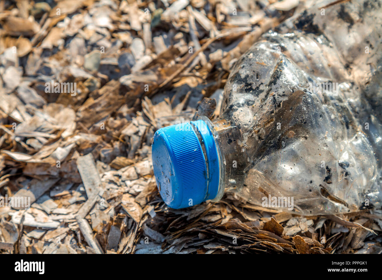 Discarded plastic pet bottle with blue top lying on a bed of dry seaweed on the shoreline causing environmental plastic pollution Stock Photo