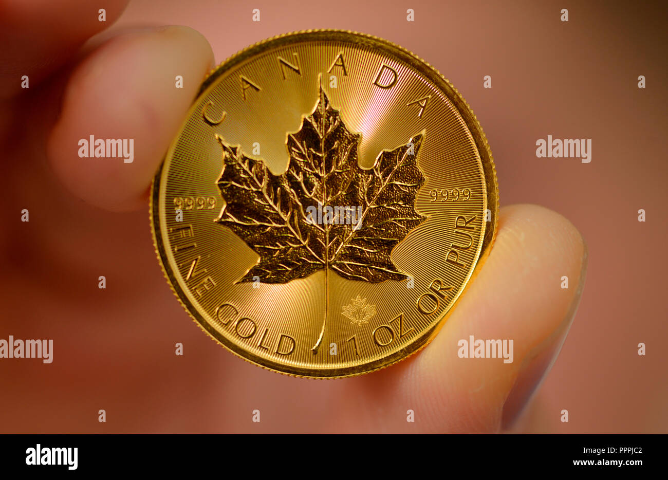 1 Unze, Canadian Maple Leaf, Goldmuenze Stock Photo