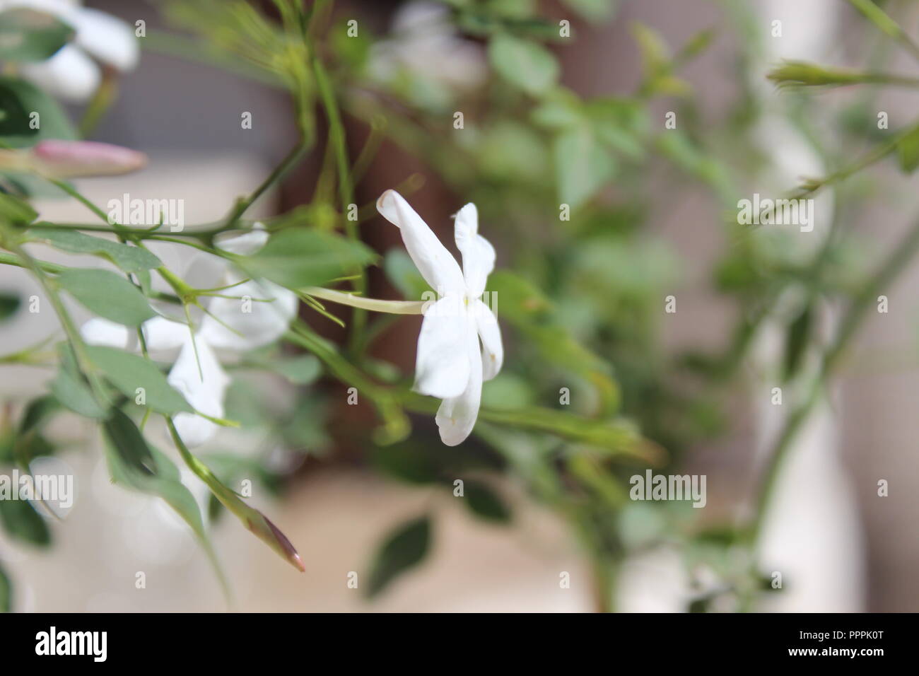 Jasmin tree hi-res stock photography and images - Alamy