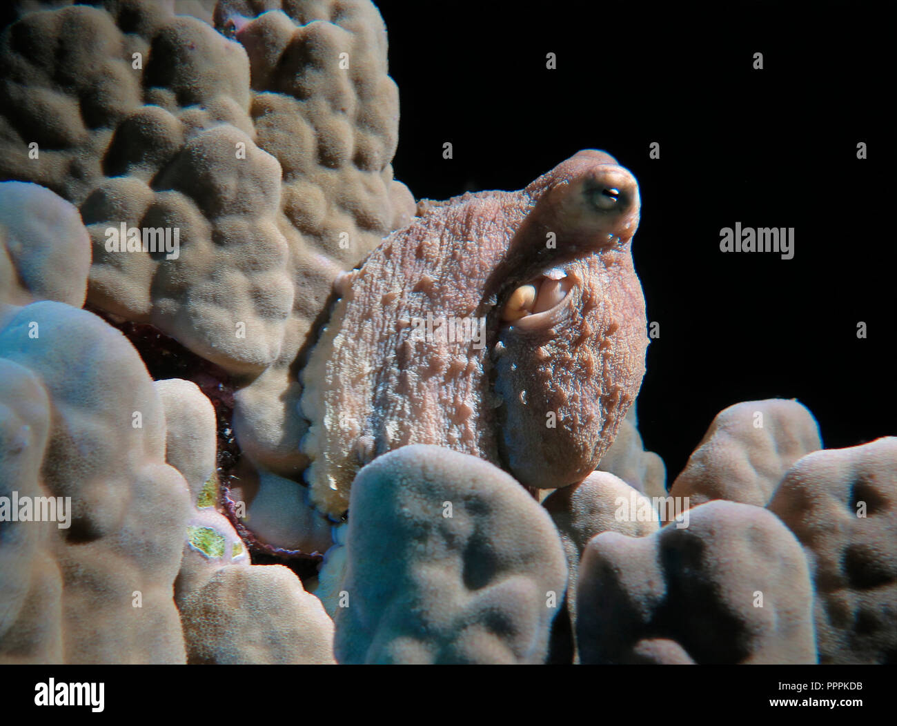 Roter Krake (Octopus cyaneus), Nacht, St. John's Riff, Rotes Meer, Aegypten Stock Photo