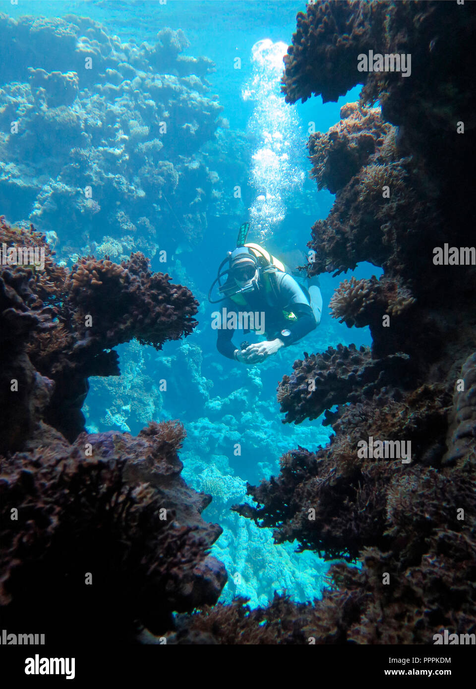 Diver, St. John's Reef, Egypt Stock Photo
