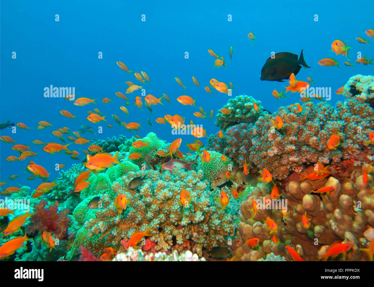 Juwelen-Fahnenbarsche (Pseudanthias squamipinnis), Korallenriff, St. Johns Riff, Rotes Meer, Aegypten Stock Photo