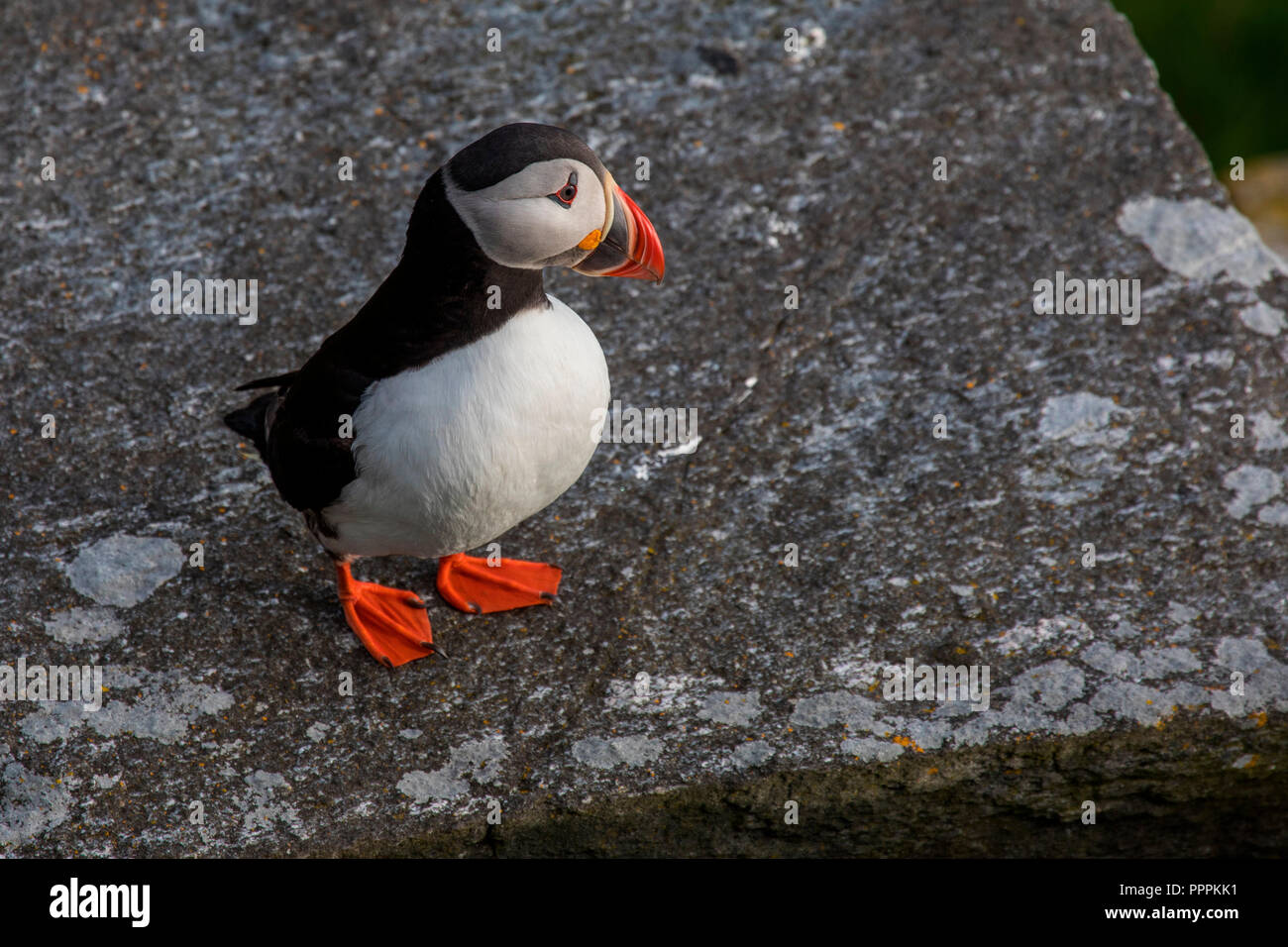 Puffin (Fratercula arctica), Runde, More og Romsdal, Norway Stock Photo