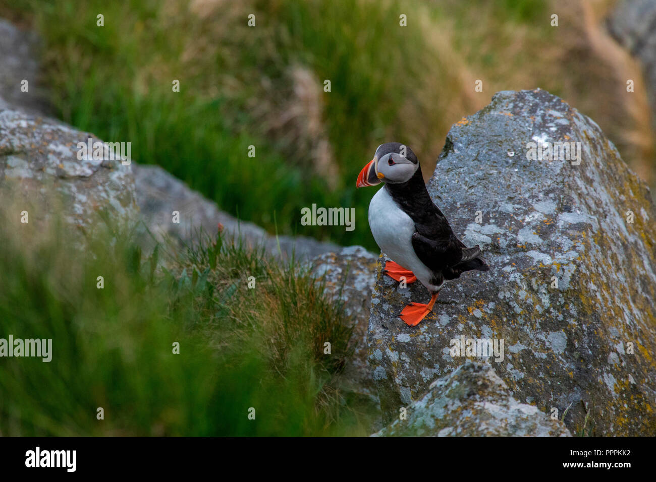 Puffin (Fratercula arctica), Runde, More og Romsdal, Norway Stock Photo