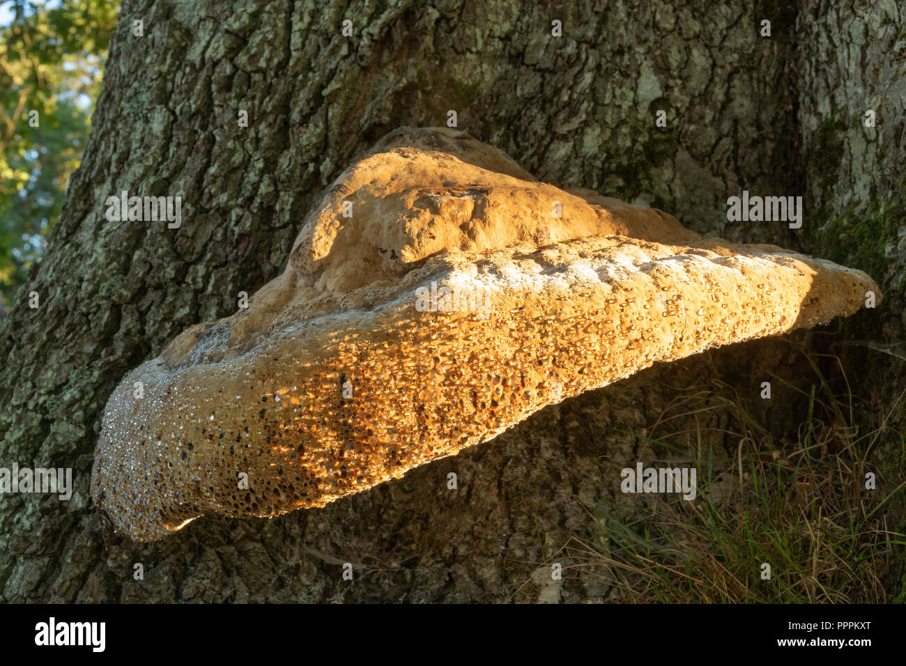 Weeping polypore, Inonotus dryadeus, early autumn morning growing on old oak tree.Showing the distinctive weeping that gives it its common name. Stock Photo