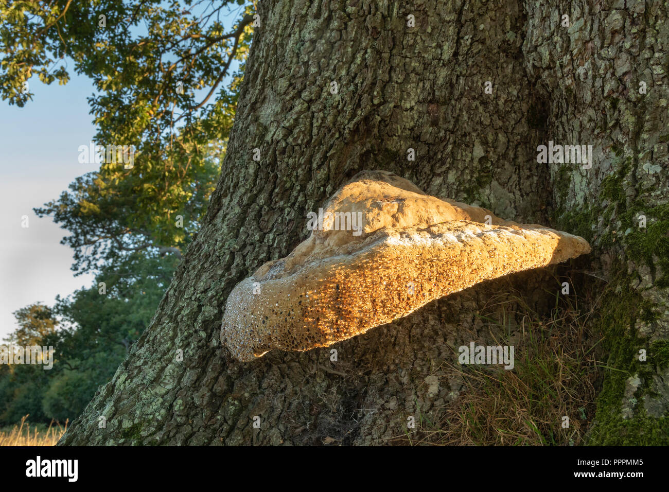 Weeping polypore, Inonotus dryadeus, early autumn morning growing on old oak tree.Showing the distinctive weeping that gives it its common name. Stock Photo