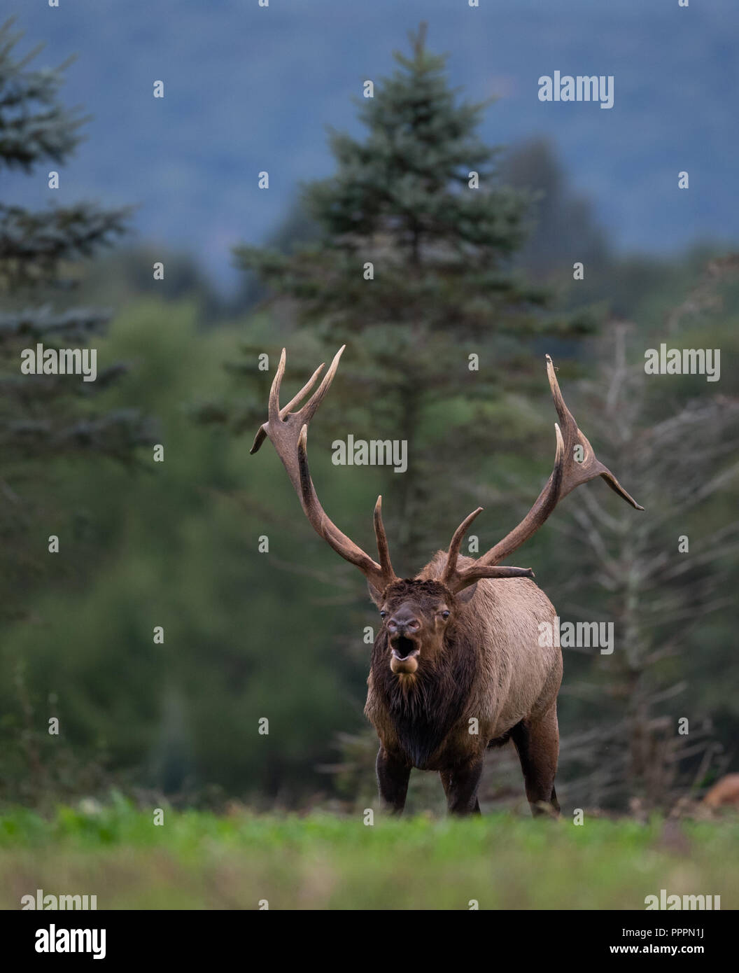 Bull Elk During the Rut Stock Photo - Alamy