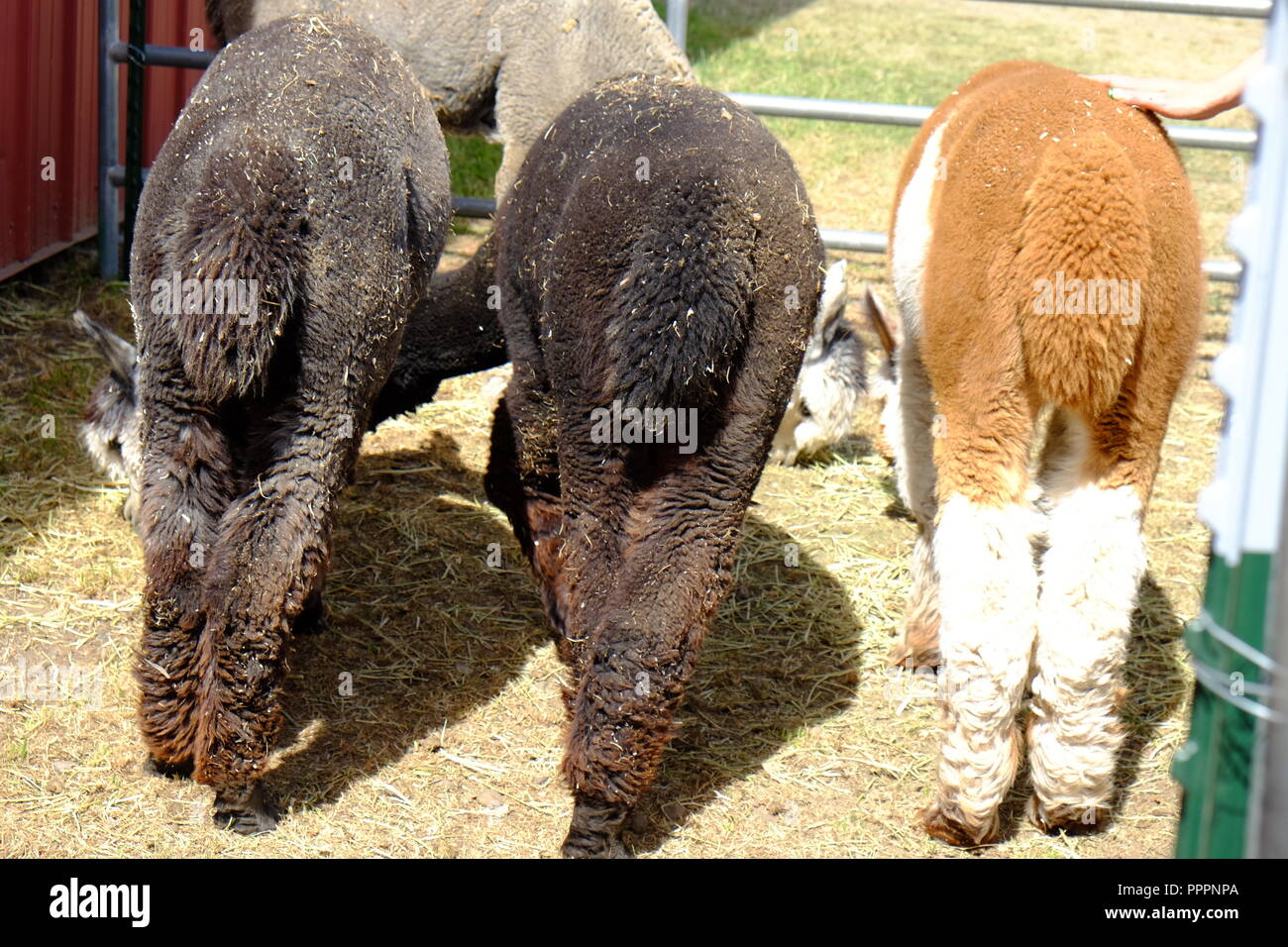 Alpaca tail hi-res stock photography and images - Alamy