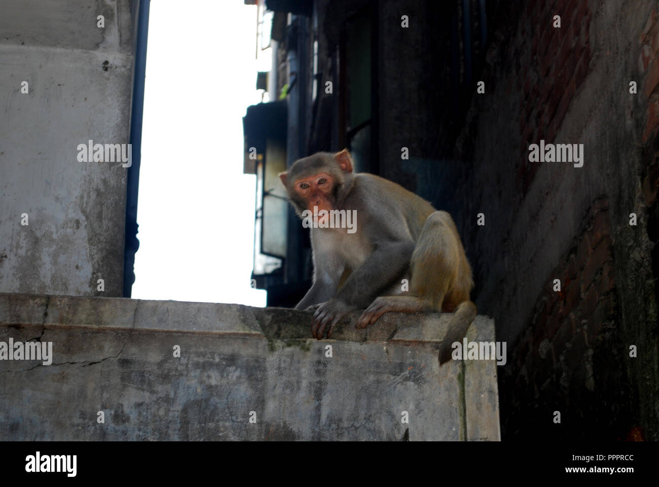 Monkey in bangladesh hi-res stock photography and images - Alamy