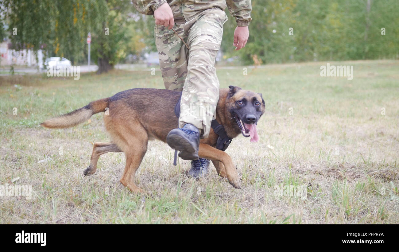 Dog between legs hires stock photography and images Alamy