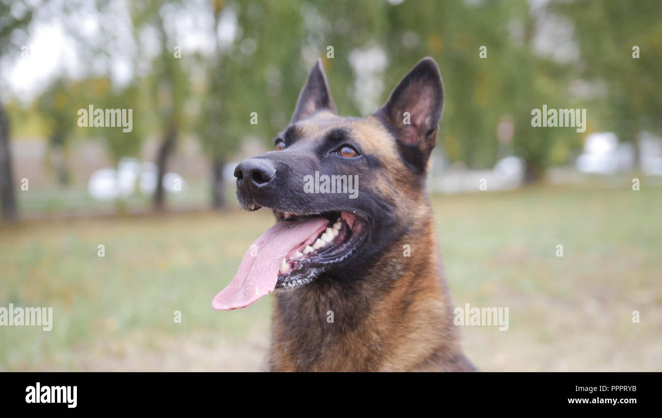 Happy trained german shepherd dog portrait shot Stock Photo