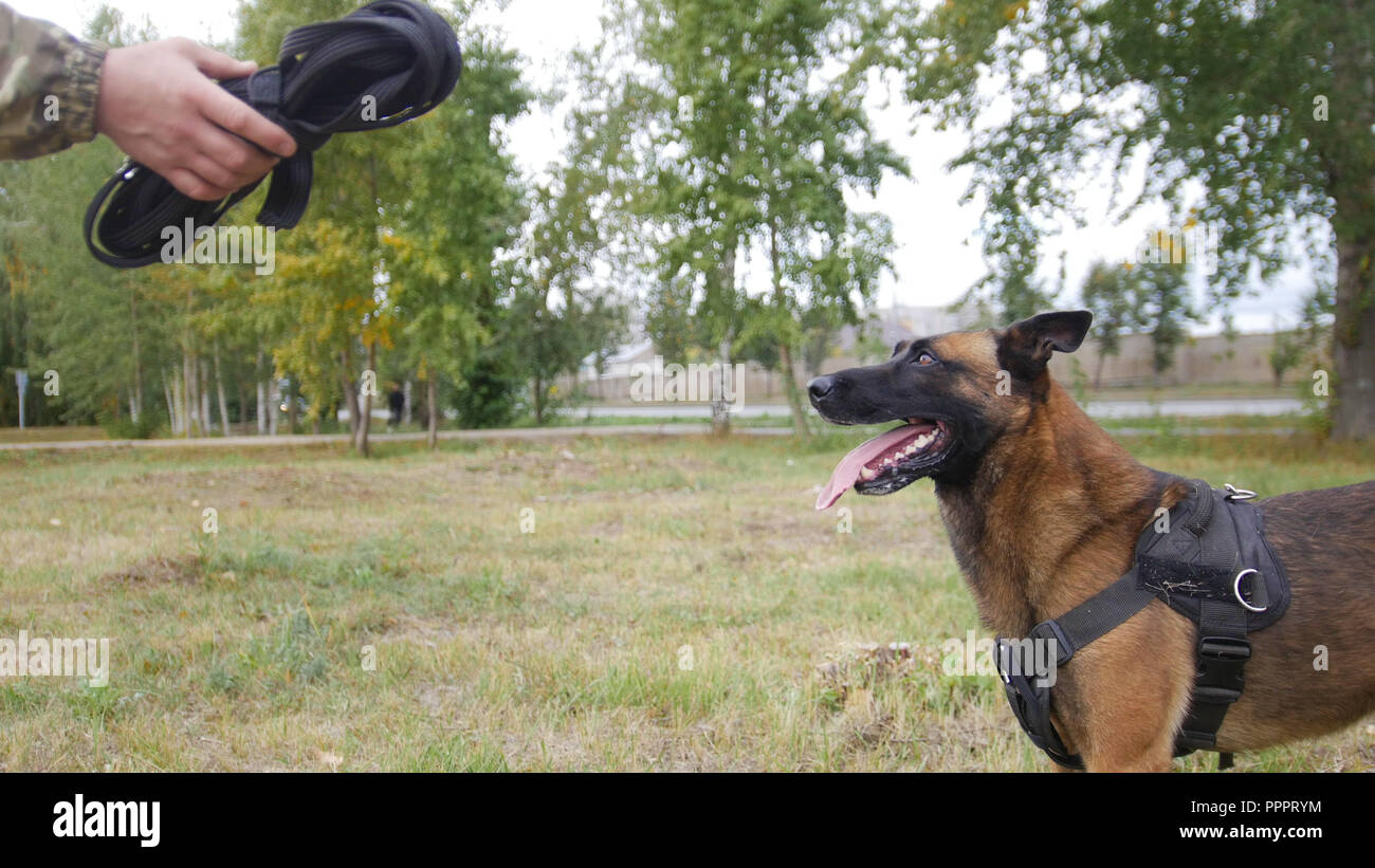 A trainer showing the leash to his trained dog Stock Photo Alamy