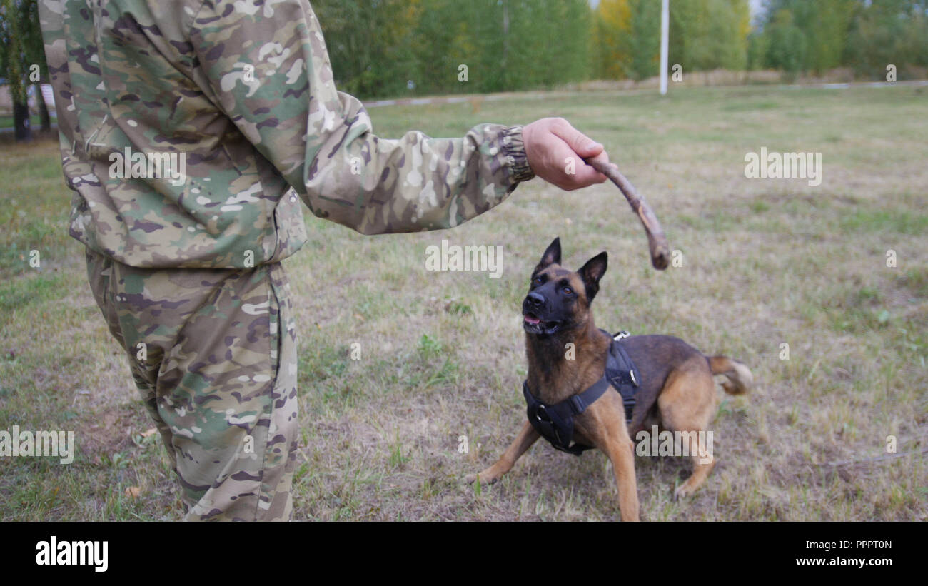A trainer prepares to throw a stick to a trained german shepherd dog Stock Photo