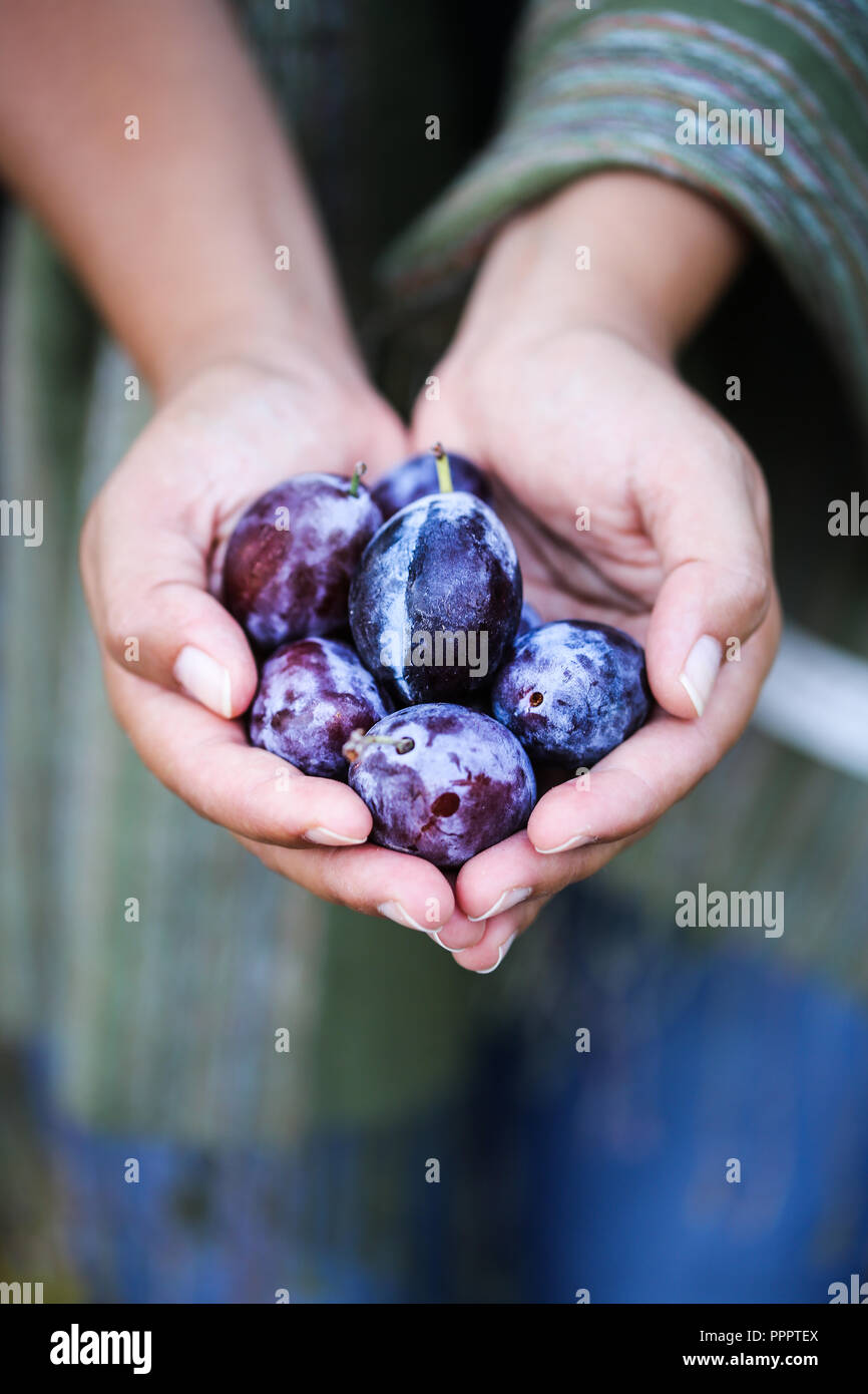 Plums of Dro. Stock Photo