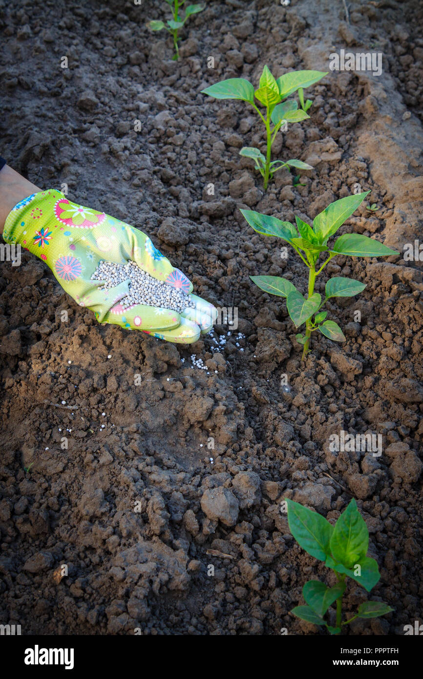 Farmer hand dressed in a glove giving chemical fertilizer to young Farmer hand dressed in a glove giving chemical fertilizer to young