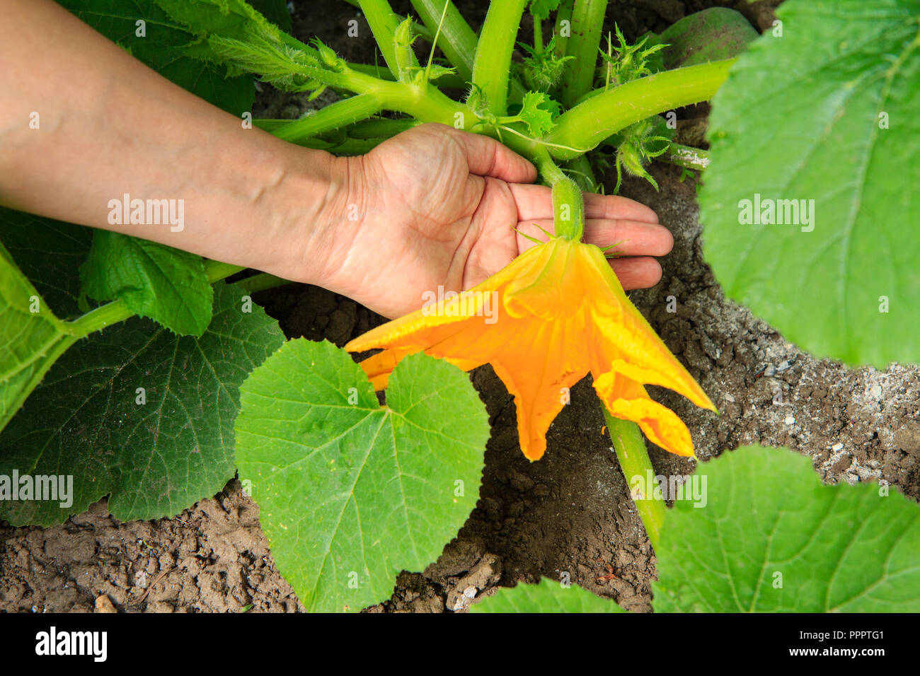 Young vegetable marrow growing on bush Zucchini flower in female hand. Stock Photo