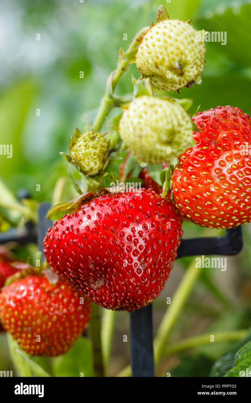Close up of ripe and unripe strawberries in the garden Shallow depth of ...