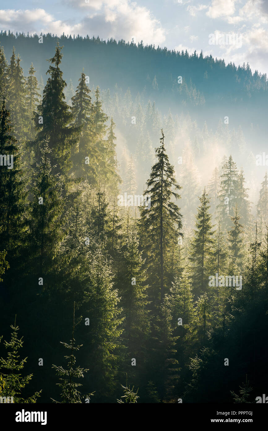 spruce forest on the hill in morning haze. lovely nature scenery in beautiful light Stock Photo