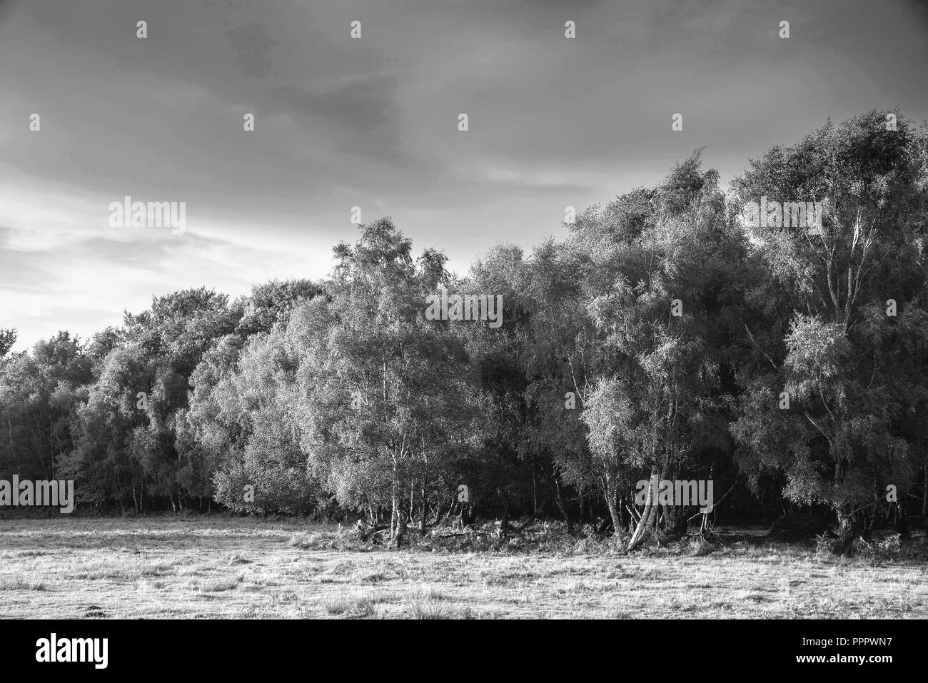 Ashdown formation hi-res stock photography and images - Alamy