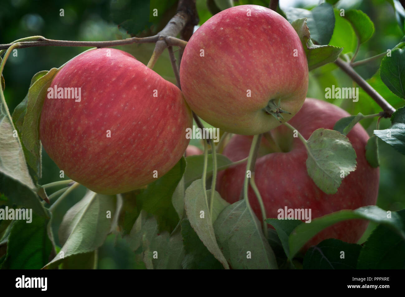 Mcintosh apples Kelowna BC Canada Stock Photo Alamy