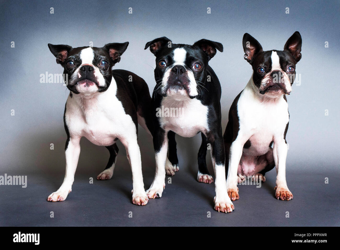 are french bulldogs small or medium