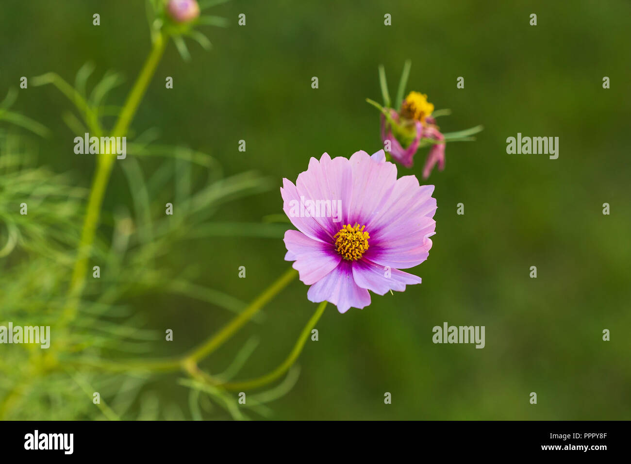 Volunteer wildflower hi-res stock photography and images - Alamy