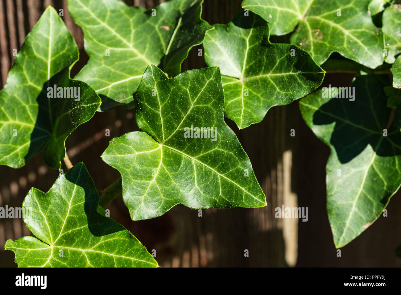 Ivy garden fence hi-res stock photography and images - Alamy