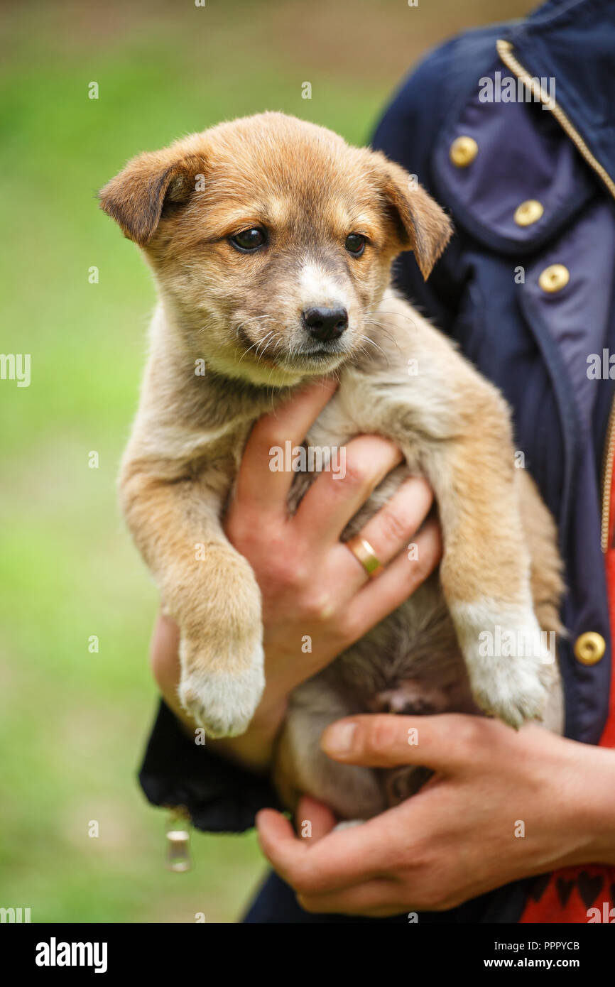 A female veterinarian helps a stray dog. Help for homeless animals.  Unfortunate animals need help Stock Photo - Alamy