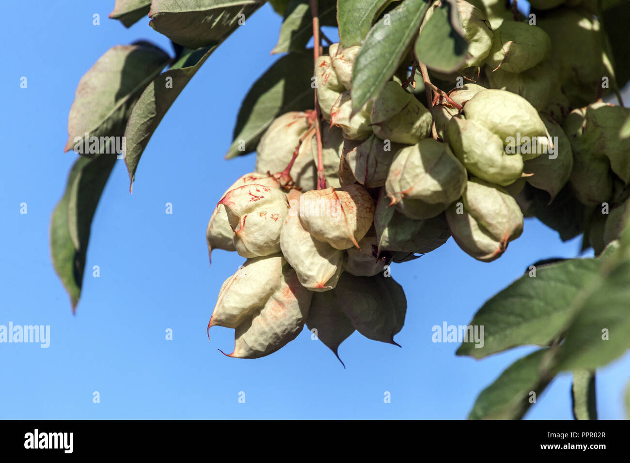 Golden Rain Tree, Koelreuteria paniculata unripe see pods Stock Photo