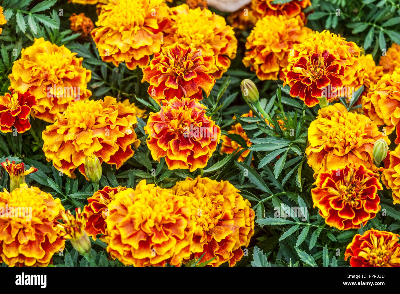 French Marigold, Tagetes patula 'Bonanza Bee' Stock Photo