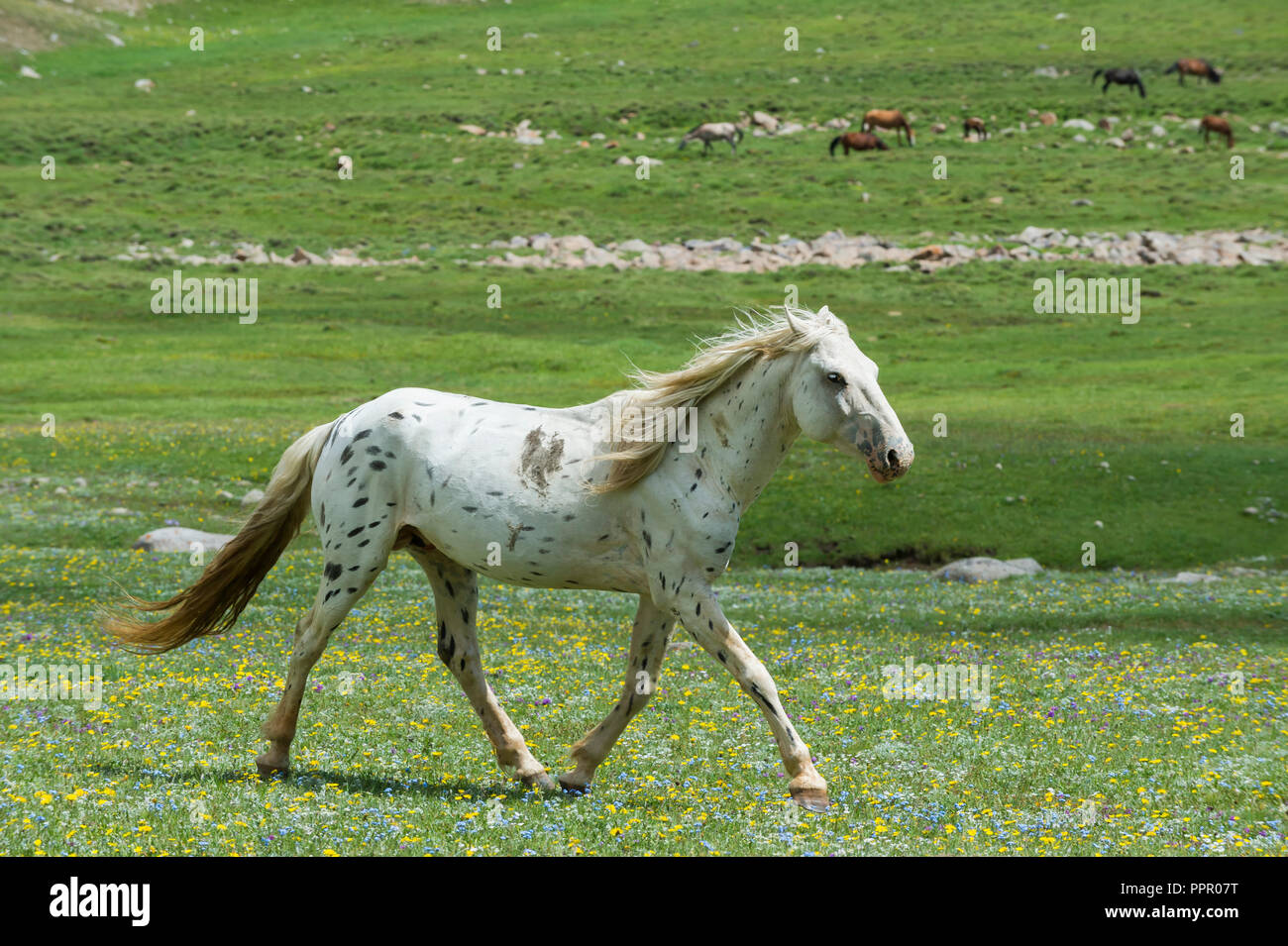 Horse running in the steppe, Song Kol Lake, Naryn province, Kyrgyzstan, Central Asia Stock Photo