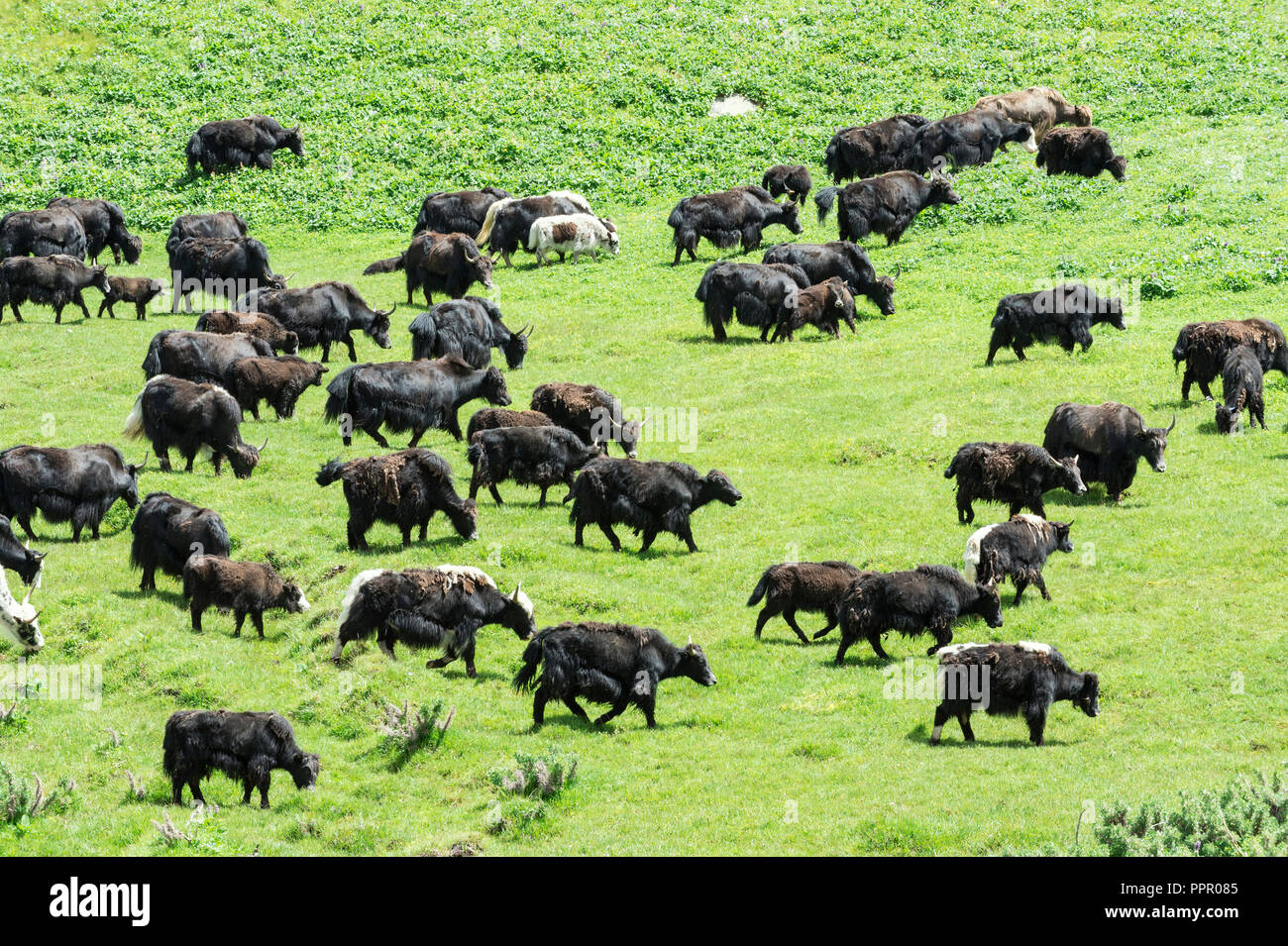 Yak herd, Song Kol Lake, Naryn province, Kyrgyzstan, Central Asia Stock