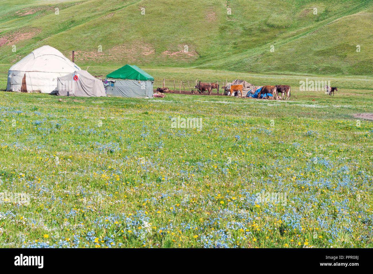 Nomad yurt camp, Song Kol Lake, Naryn province, Kyrgyzstan, Central Asia Stock Photo