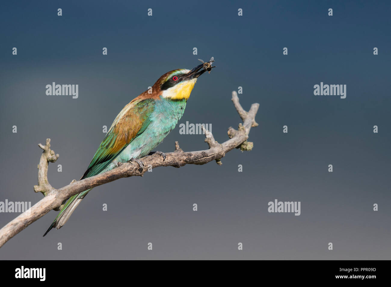 Bienenfresser (Merops apiaster) Stock Photo