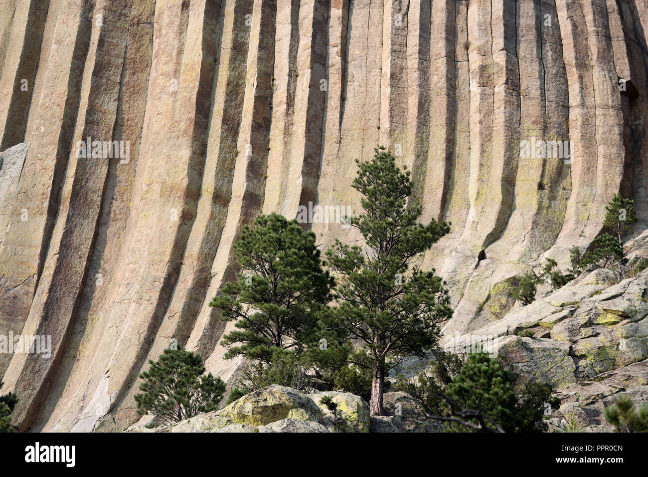 geological wonder of igneous columnar rock at Devils Tower Stock Photo