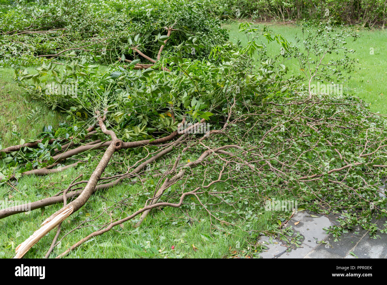 broken trees after a strong storm went through Stock Photo - Alamy