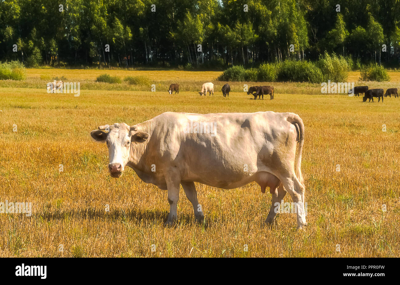 A cow looking to the camera , walking in the meadow Stock Photo - Alamy