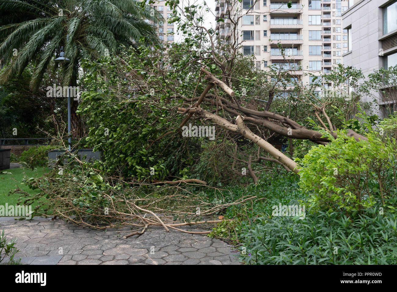 broken trees after a strong storm went through Stock Photo - Alamy