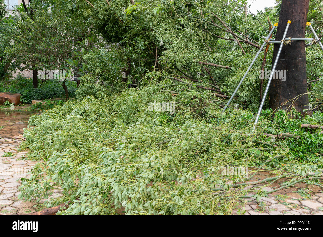 broken trees after a strong storm went through Stock Photo - Alamy