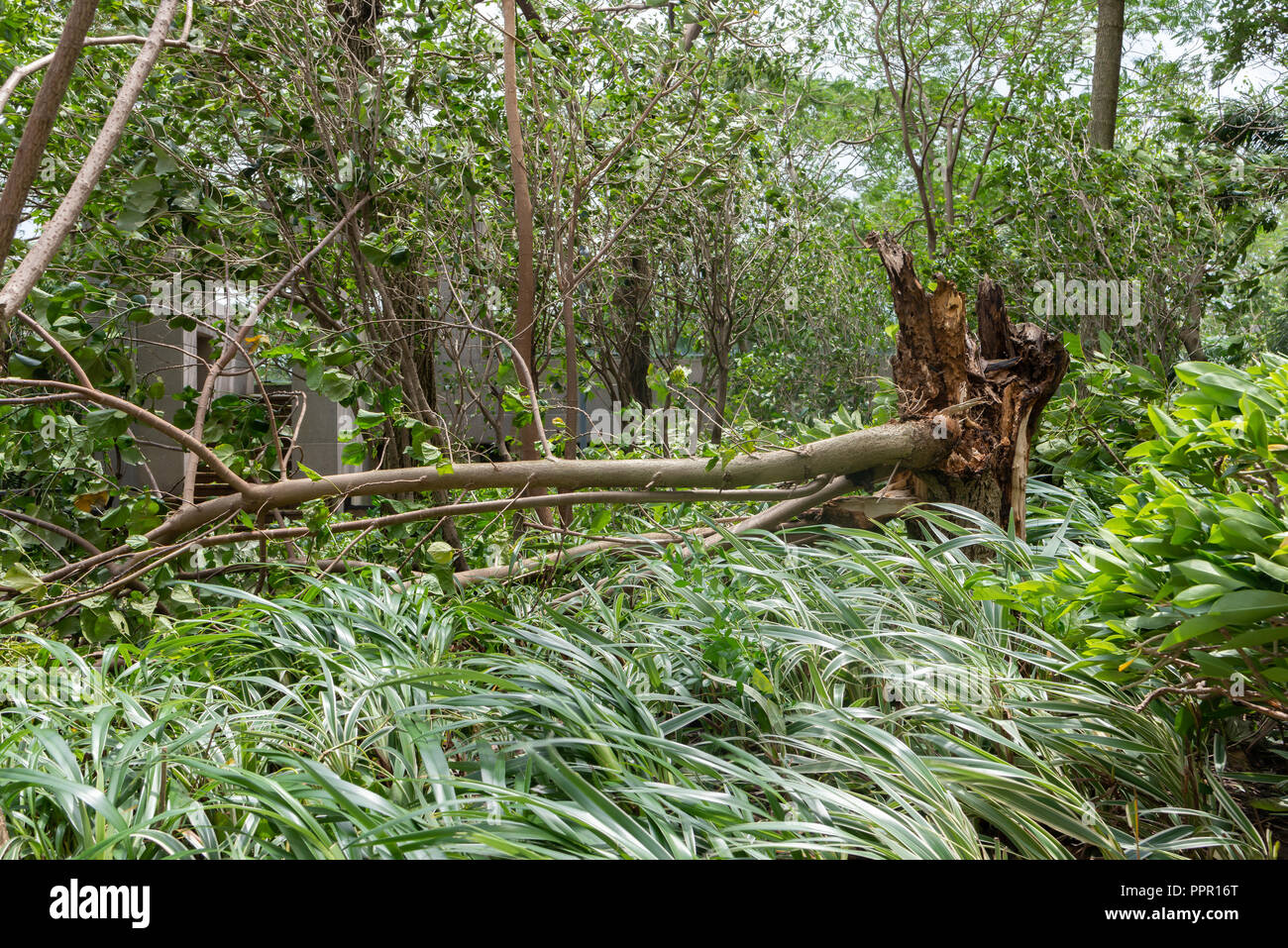 broken trees after a strong storm went through Stock Photo - Alamy