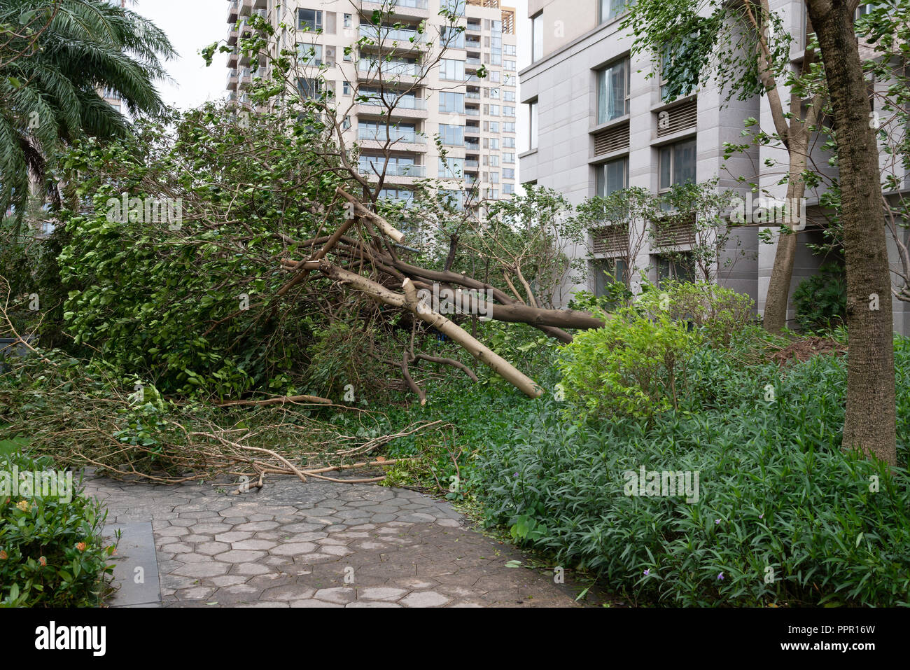 broken trees after a strong storm went through Stock Photo - Alamy