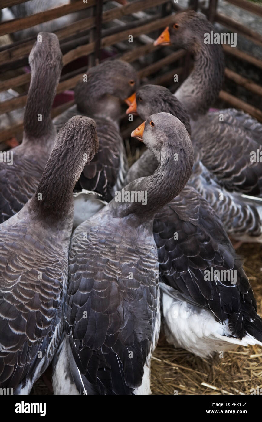 Group of geese in a French farm Stock Photo Alamy