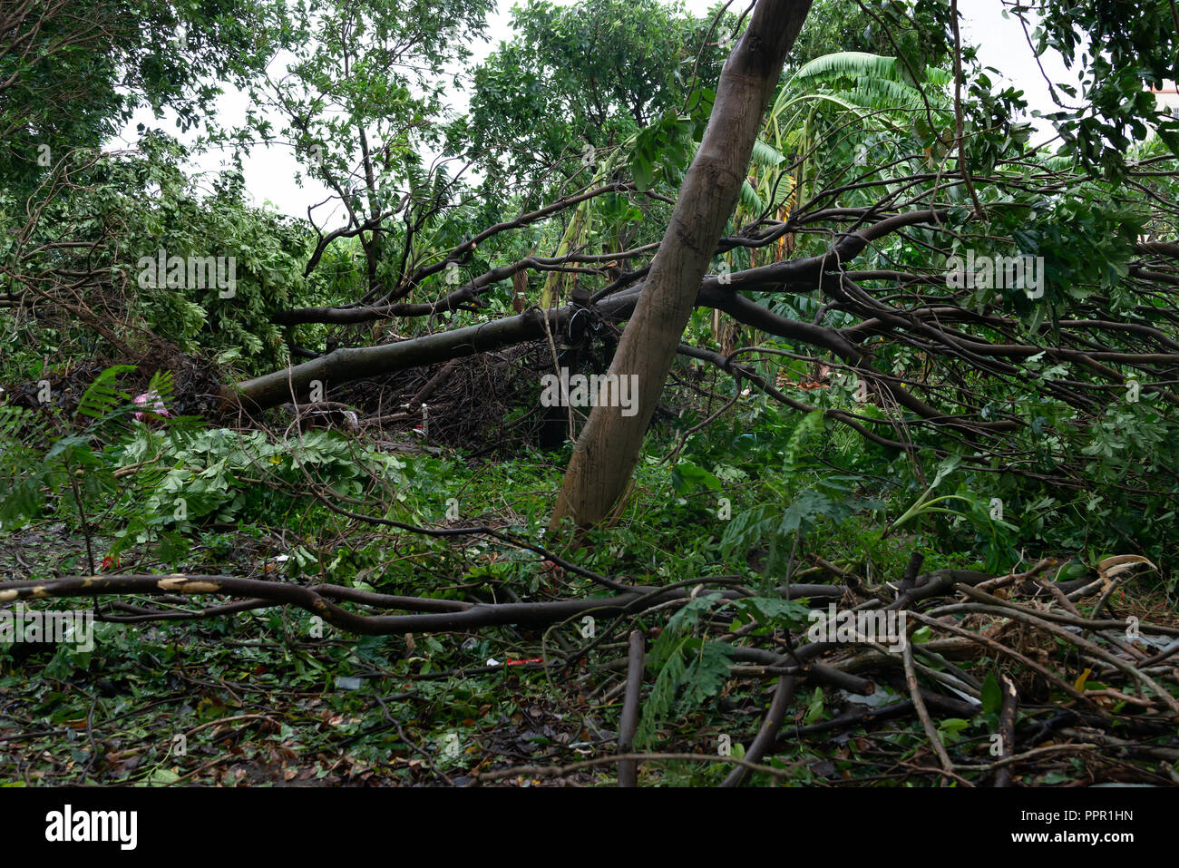 broken trees after a strong storm went through Stock Photo - Alamy