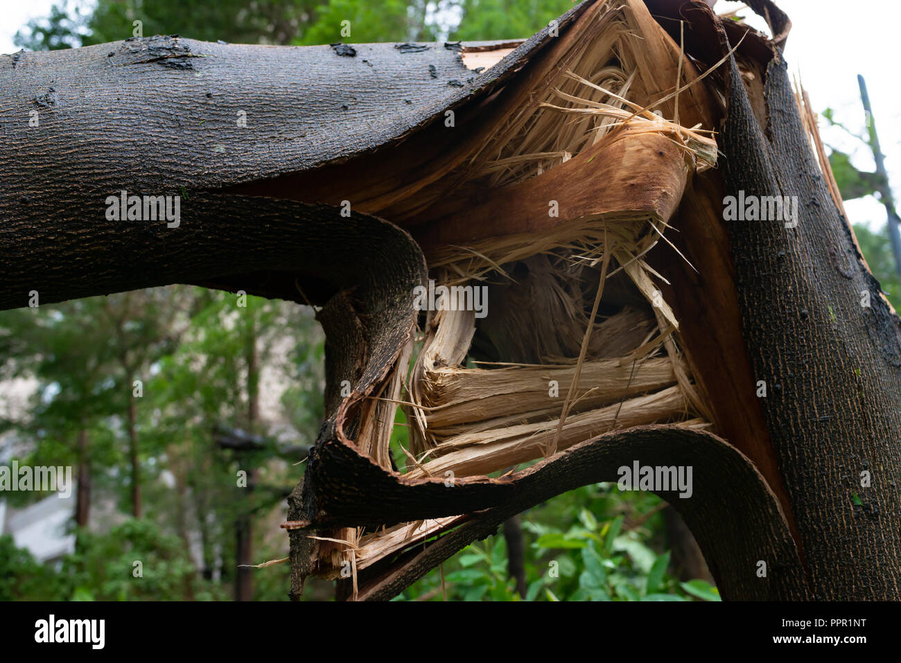 broken trees after a strong storm went through close up Stock Photo - Alamy